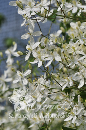 Клематис маньчжурский